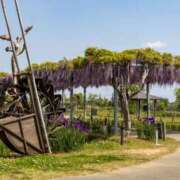 ヒメ日記 2025/05/02 12:50 投稿 人妻たえ 福島美女図鑑