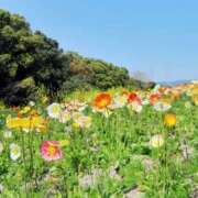 ヒメ日記 2025/05/03 09:58 投稿 人妻たえ 福島美女図鑑