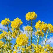 ヒメ日記 2025/05/07 09:30 投稿 人妻たえ 福島美女図鑑