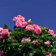 ヒメ日記 2025/05/09 06:45 投稿 人妻たえ 福島美女図鑑