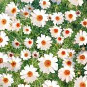 ヒメ日記 2025/05/15 13:45 投稿 人妻たえ 福島美女図鑑