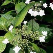 ヒメ日記 2025/05/16 13:03 投稿 人妻たえ 福島美女図鑑