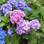 ヒメ日記 2025/05/23 08:20 投稿 人妻たえ 福島美女図鑑