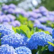 ヒメ日記 2025/07/24 08:26 投稿 人妻たえ 福島美女図鑑