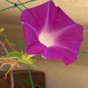 人妻たえ このあと出勤します 福島美女図鑑