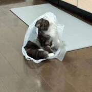 ヒメ日記 2025/09/09 16:39 投稿 ホワイト ドMな奥さん 日本橋店