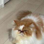 ホワイト 🤍後の🤍 ドMな奥さん 日本橋店