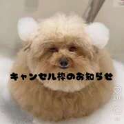 相葉　きこ 📢お知らせ📢 川崎南町人妻高級ソープ エル・カーヒル(ELCURHIL)秘密の刻