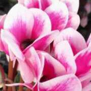 ヒメ日記 2024/12/15 10:05 投稿 しょう 待ちナビ