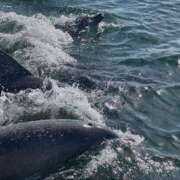 ヒメ日記 2024/12/15 21:35 投稿 しょう 待ちナビ