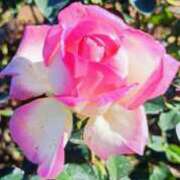 ヒメ日記 2024/12/28 12:46 投稿 しょう 待ちナビ