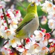 ヒメ日記 2025/03/15 22:10 投稿 しょう 待ちナビ