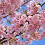 ヒメ日記 2025/03/16 16:45 投稿 しょう 待ちナビ