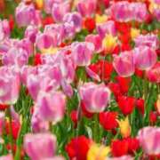 ヒメ日記 2025/04/21 14:48 投稿 しょう 待ちナビ