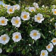 ヒメ日記 2025/04/22 15:55 投稿 しょう 待ちナビ