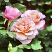 ヒメ日記 2025/05/11 19:35 投稿 しょう 待ちナビ