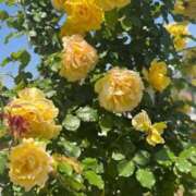 ヒメ日記 2025/05/13 13:02 投稿 しょう 待ちナビ