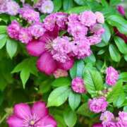 ヒメ日記 2025/05/16 16:45 投稿 しょう 待ちナビ