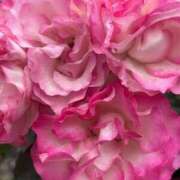 ヒメ日記 2025/05/17 18:24 投稿 しょう 待ちナビ