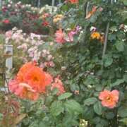 ヒメ日記 2025/05/18 19:55 投稿 しょう 待ちナビ