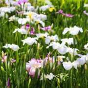 ヒメ日記 2025/05/31 22:57 投稿 しょう 待ちナビ