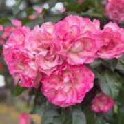 ヒメ日記 2025/06/01 21:08 投稿 しょう 待ちナビ