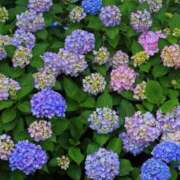 ヒメ日記 2025/06/12 16:45 投稿 しょう 待ちナビ