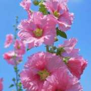 ヒメ日記 2025/07/02 16:25 投稿 しょう 待ちナビ