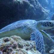 ヒメ日記 2025/08/01 17:09 投稿 しょう 待ちナビ