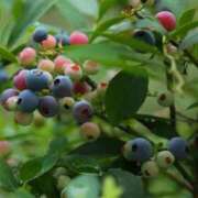 ヒメ日記 2025/08/17 18:45 投稿 しょう 待ちナビ