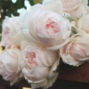 ヒメ日記 2025/09/06 20:10 投稿 しょう 待ちナビ