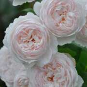 ヒメ日記 2025/09/08 18:45 投稿 しょう 待ちナビ