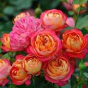 ヒメ日記 2025/09/08 19:52 投稿 しょう 待ちナビ