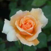 ヒメ日記 2025/09/13 20:50 投稿 しょう 待ちナビ