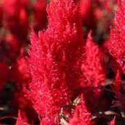 ヒメ日記 2025/09/27 21:46 投稿 しょう 待ちナビ