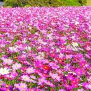 ヒメ日記 2025/10/24 20:11 投稿 しょう 待ちナビ