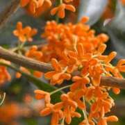 ヒメ日記 2025/11/03 15:42 投稿 しょう 待ちナビ