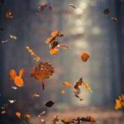 ヒメ日記 2025/11/14 20:25 投稿 しょう 待ちナビ