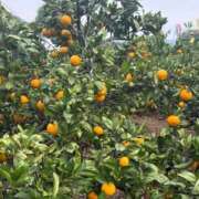 ヒメ日記 2025/11/15 12:15 投稿 しょう 待ちナビ