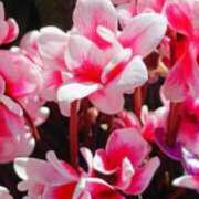 ヒメ日記 2025/12/17 16:45 投稿 しょう 待ちナビ