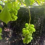 ヒメ日記 2026/07/12 07:25 投稿 しょう 待ちナビ