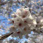 ヒメ日記 2025/04/13 06:30 投稿 野中 美優紀 30代40代50代と遊ぶなら博多人妻専科24時