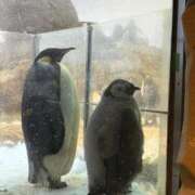 ヒメ日記 2025/12/31 14:12 投稿 野中 美優紀 30代40代50代と遊ぶなら博多人妻専科24時