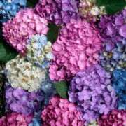 ヒメ日記 2025/07/24 01:24 投稿 みな 熟女の風俗最終章 仙台店