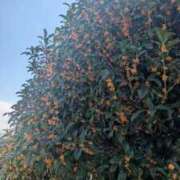 ヒメ日記 2025/10/08 17:09 投稿 みな 熟女の風俗最終章 仙台店