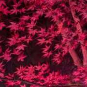 ヒメ日記 2025/11/19 08:10 投稿 みな 熟女の風俗最終章 仙台店