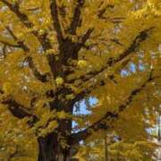 ヒメ日記 2025/12/01 08:24 投稿 みな 熟女の風俗最終章 仙台店