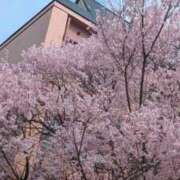 ヒメ日記 2026/04/01 16:44 投稿 みな 熟女の風俗最終章 仙台店