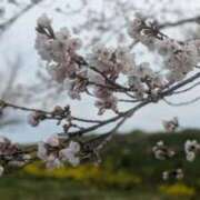 ヒメ日記 2026/04/09 12:49 投稿 みな 熟女の風俗最終章 仙台店