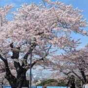 ヒメ日記 2026/04/13 14:57 投稿 みな 熟女の風俗最終章 仙台店